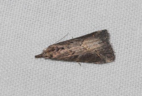 Schrankia costaestrigalis